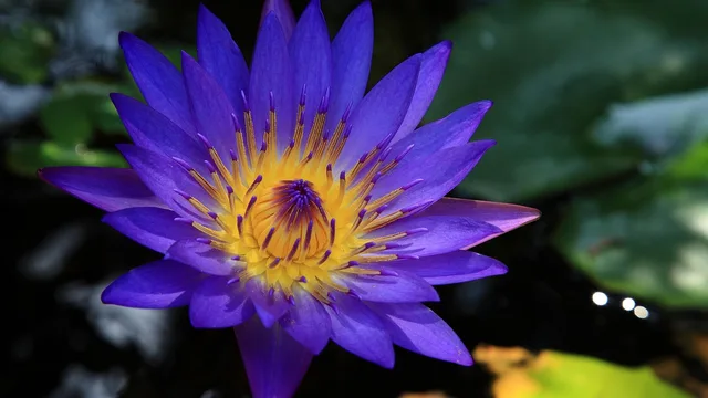 hoi an, blå lotus, tempel, vietnam. Molntjänst eller installerat bokföringsprogram?